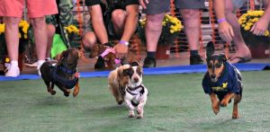 25th Annual Super Pet Expo Edison USA to Kick Off in January 2026